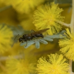 Formicidae (family) at Higgins, ACT - 20 Aug 2024