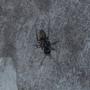 Camponotus aeneopilosus at Higgins, ACT - 20 Aug 2024