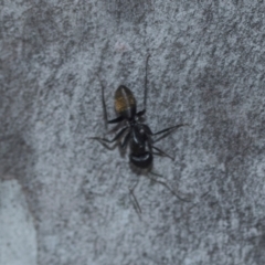 Camponotus aeneopilosus at Higgins, ACT - 20 Aug 2024