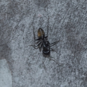 Camponotus aeneopilosus at Higgins, ACT - 20 Aug 2024 11:33 AM