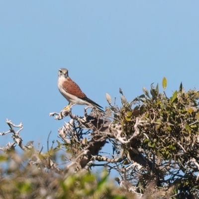 Falco cenchroides (Nankeen Kestrel) at Houtman Abrolhos, WA - 17 Apr 2024 by jb2602