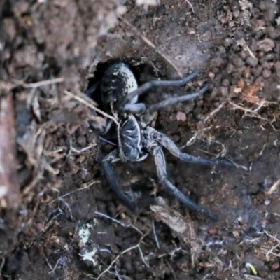 Tasmanicosa sp. (genus) (Unidentified Tasmanicosa wolf spider) at Strathnairn, ACT - 5 Jul 2024 by AlisonMilton