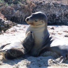 Neophoca cinerea (Australian sea-lion) at Houtman Abrolhos, WA - 17 Apr 2024 by jb2602