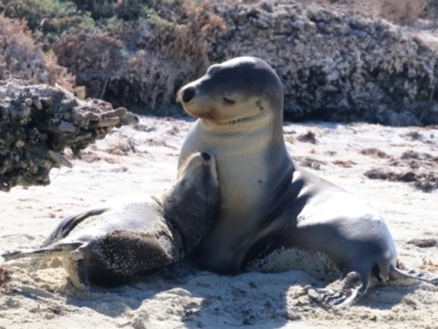 Neophoca cinerea (Australian sea-lion) at Houtman Abrolhos, WA - 17 Apr 2024 by jb2602