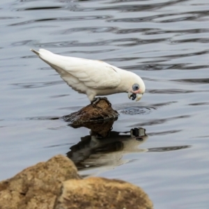 Cacatua sanguinea at Lyneham, ACT - 7 Jul 2024 11:07 AM