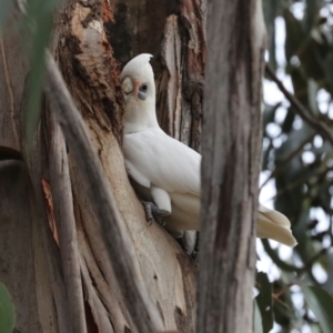 Cacatua sanguinea at Lyneham, ACT - 7 Jul 2024 11:07 AM