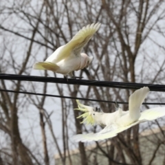 Cacatua sanguinea at Lyneham, ACT - 7 Jul 2024 11:07 AM