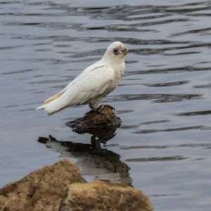 Cacatua sanguinea at Lyneham, ACT - 7 Jul 2024 11:07 AM