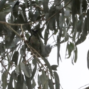 Callocephalon fimbriatum at Lyneham, ACT - suppressed