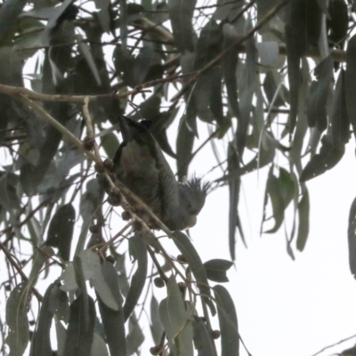 Callocephalon fimbriatum (Gang-gang Cockatoo) at Lyneham, ACT - 7 Jul 2024 by AlisonMilton