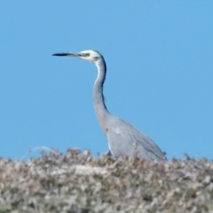 Egretta novaehollandiae (White-faced Heron) at Houtman Abrolhos, WA - 17 Apr 2024 by jb2602