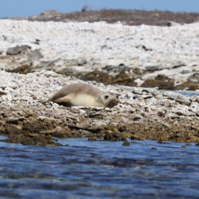 Neophoca cinerea (Australian sea-lion) at Houtman Abrolhos, WA - 17 Apr 2024 by jb2602