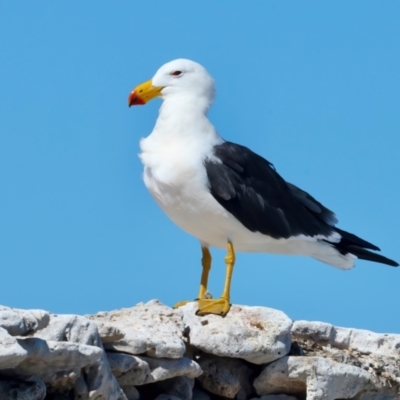 Larus pacificus (Pacific Gull) at Houtman Abrolhos, WA - 17 Apr 2024 by jb2602