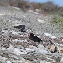 Haematopus fuliginosus (Sooty Oystercatcher) at Houtman Abrolhos, WA - 17 Apr 2024 by jb2602