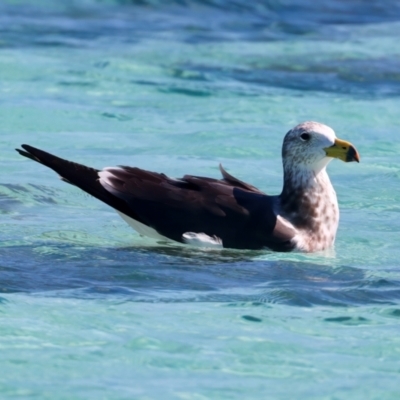 Larus pacificus (Pacific Gull) at Houtman Abrolhos, WA - 17 Apr 2024 by jb2602