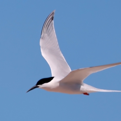 Sterna dougallii (Roseate Tern) at Houtman Abrolhos, WA - 17 Apr 2024 by jb2602