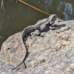 Intellagama lesueurii howittii (Gippsland Water Dragon) at Acton, ACT - 20 Aug 2024 by HelenCross