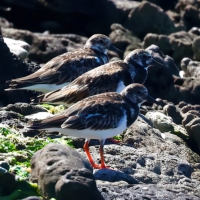 Arenaria interpres (Ruddy Turnstone) at Houtman Abrolhos, WA - 17 Apr 2024 by jb2602