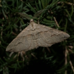 Syneora fractata (Ennominae) at Freshwater Creek, VIC - 9 Apr 2022 by WendyEM