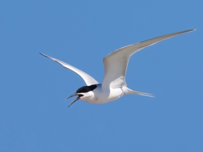 Sterna dougallii (Roseate Tern) at Houtman Abrolhos, WA - 17 Apr 2024 by jb2602