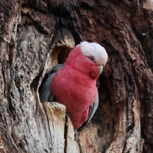 Eolophus roseicapilla at Hughes, ACT - 15 Aug 2024