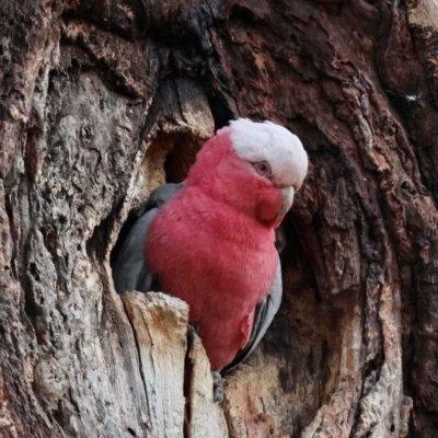 Eolophus roseicapilla (Galah) at Hughes, ACT - 15 Aug 2024 by LisaH