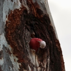 Eolophus roseicapilla at Hughes, ACT - 15 Aug 2024