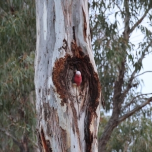 Eolophus roseicapilla at Hughes, ACT - 15 Aug 2024