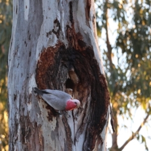 Eolophus roseicapilla at Hughes, ACT - 15 Aug 2024