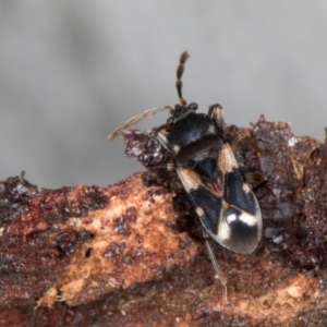 Scolopostethus forticornis at Belconnen, ACT - 20 Aug 2024