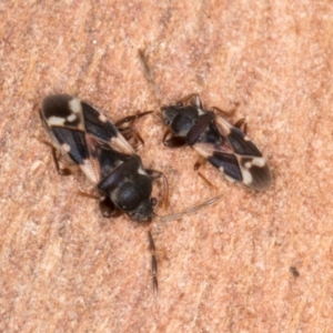 Scolopostethus forticornis at Belconnen, ACT - 20 Aug 2024