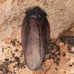 Laxta granicollis (Common bark or trilobite cockroach) at Belconnen, ACT - 20 Aug 2024 by kasiaaus