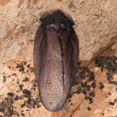 Laxta granicollis (Common bark or trilobite cockroach) at Belconnen, ACT - 20 Aug 2024 by kasiaaus