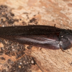 Laxta granicollis at Belconnen, ACT - 20 Aug 2024