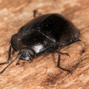 Pterohelaeus striatopunctatus at Belconnen, ACT - 20 Aug 2024 12:24 PM