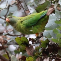 Polytelis swainsonii (Superb Parrot) at Deakin, ACT - 17 Aug 2024 by LisaH