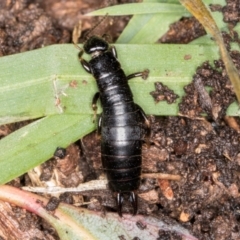 Anisolabididae (family) (Unidentified wingless earwig) at Belconnen, ACT - 20 Aug 2024 by kasiaaus