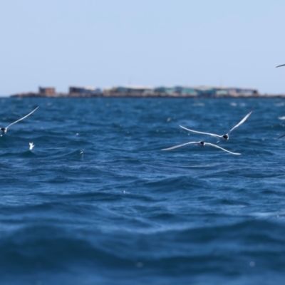 Sterna dougallii (Roseate Tern) at Houtman Abrolhos, WA - 17 Apr 2024 by jb2602