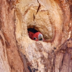 Callocephalon fimbriatum (Gang-gang Cockatoo) at Hughes, ACT - 15 Aug 2024 by LisaH