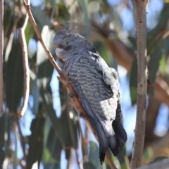 Callocephalon fimbriatum at Hughes, ACT - 15 Aug 2024