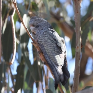 Callocephalon fimbriatum at Hughes, ACT - 15 Aug 2024