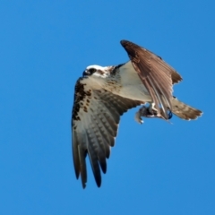 Pandion haliaetus (Osprey) at Houtman Abrolhos, WA - 17 Apr 2024 by jb2602