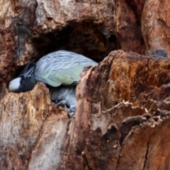 Callocephalon fimbriatum at Hughes, ACT - 11 Aug 2024