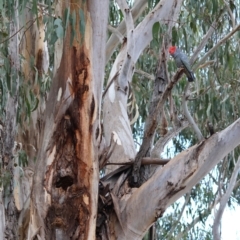 Callocephalon fimbriatum at Hughes, ACT - 11 Aug 2024