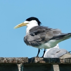 Thalasseus bergii (Crested Tern) at Houtman Abrolhos, WA - 17 Apr 2024 by jb2602