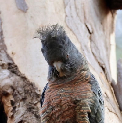 Callocephalon fimbriatum (identifiable birds) (Gang-gang Cockatoo (named birds)) at Hughes, ACT - 19 Aug 2024 by LisaH