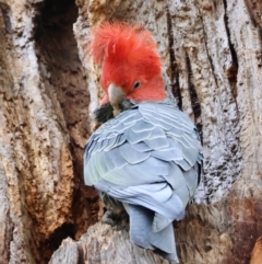 Callocephalon fimbriatum (identifiable birds) at Hughes, ACT - 19 Aug 2024