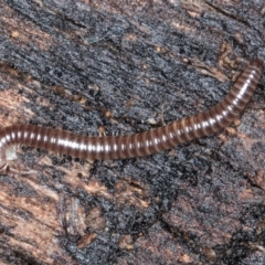 Diplopoda (class) (Unidentified millipede) at Belconnen, ACT - 20 Aug 2024 by kasiaaus