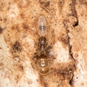 Formicidae (family) at Belconnen, ACT - 20 Aug 2024