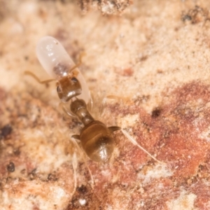 Formicidae (family) at Belconnen, ACT - 20 Aug 2024